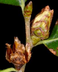 Fuscospora fusca: two maturing cupules, lowermost empty; uppermost with developing nuts.
 Image: P.B. Heenan © Landcare Research 2014 CC BY 3.0 NZ